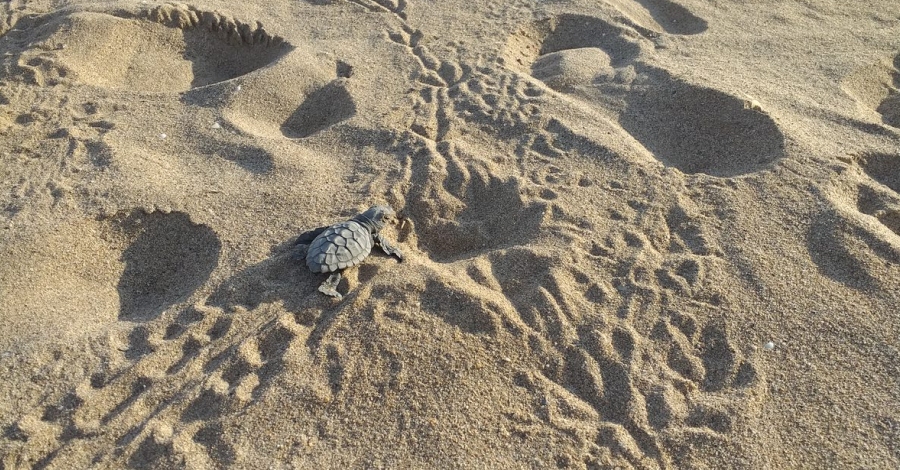 Comena la temporada de cria de la tortuga careta a les platges de Catalunya