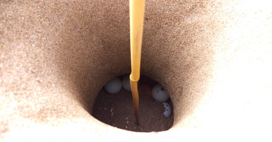 Comen�a la temporada de cria de la tortuga careta a les platges de Catalunya | EbreActiu.cat, revista digital d&rsquo;oci actiu | Terres de l&rsquo;Ebre ...