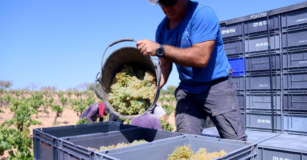 La sequera avan�a la verema i redueix la collita fins un 30% a les vinyes del Camp de Tarragona i les Terres de l&rsquo;Ebre | EbreActiu.cat, revista digital d&rsquo;oci actiu | Terres de l&rsquo;Ebre ...