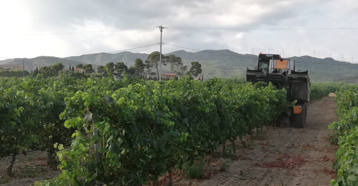 La DO Tarragona avana amb una verema molt incerta a causa de lafectaci del mldiu