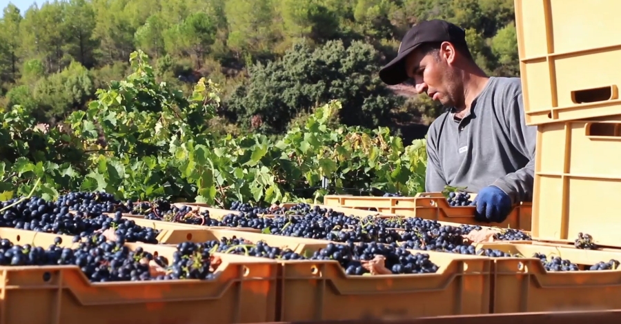 Comença la verema de les varietats més primerenques a la DOQ Priorat | EbreActiu.cat, revista digital d’oci actiu | Terres de l’Ebre ... Comença la verema de les varietats més primerenques a la DOQ Priorat | EbreActiu.cat, revista digital d’oci actiu | Terres de l’Ebre ...