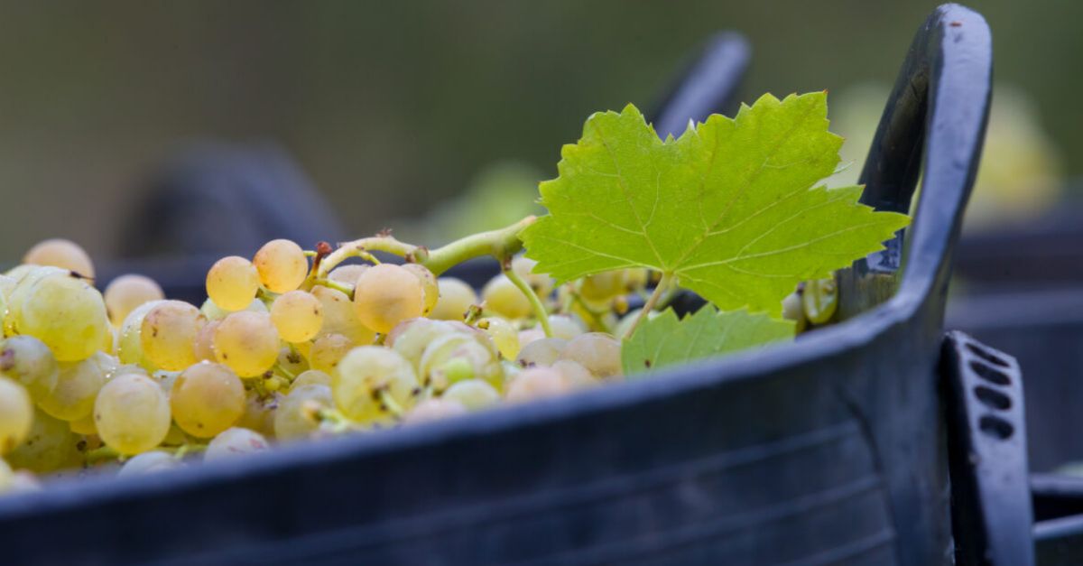 Comena la verema a la DOQ Priorat, condicionada per les altes temperatures i la irregularitat de les pluges | EbreActiu.cat, revista digital d’oci actiu | Terres de l’Ebre ...