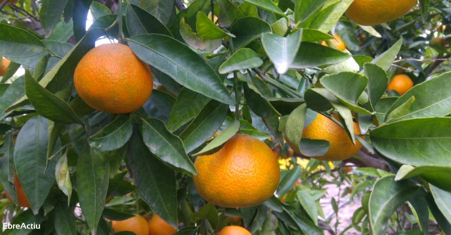 Tret de sortida de les XXVI Jornades Gastronòmiques de la Clementina d’Alcanar | EbreActiu.cat, revista digital d’oci actiu | Terres de l’Ebre ... Tret de sortida de les XXVI Jornades Gastronòmiques de la Clementina d’Alcanar | EbreActiu.cat, revista digital d’oci actiu | Terres de l’Ebre ...