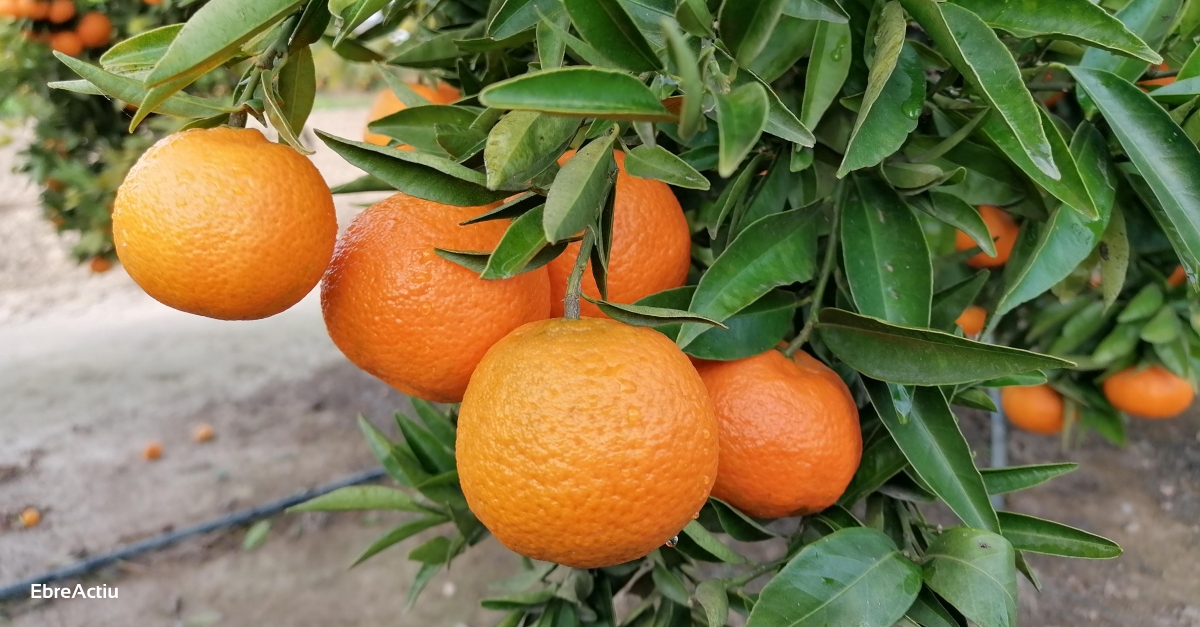 Denuncien que els compradors de ctrics deixen les collites als arbres i els redueixen els preus