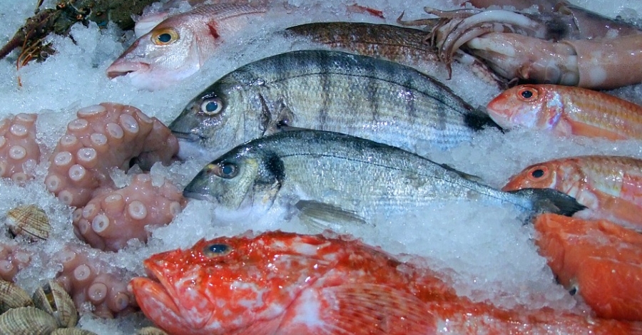 El Frum Pesca Dieta Mediterrnia reala els valors del peix per a la salut i la importncia de promocionar-lo entre els joves