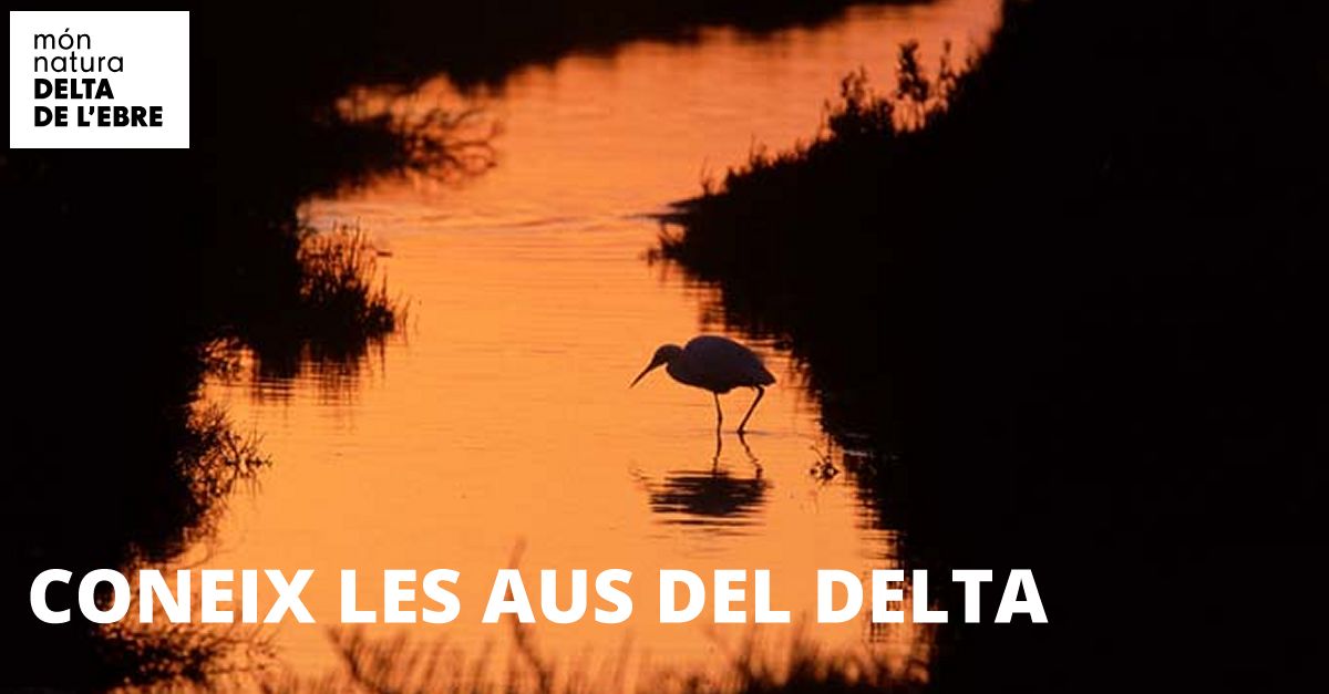 Coneix les aus del Delta de l�Ebre