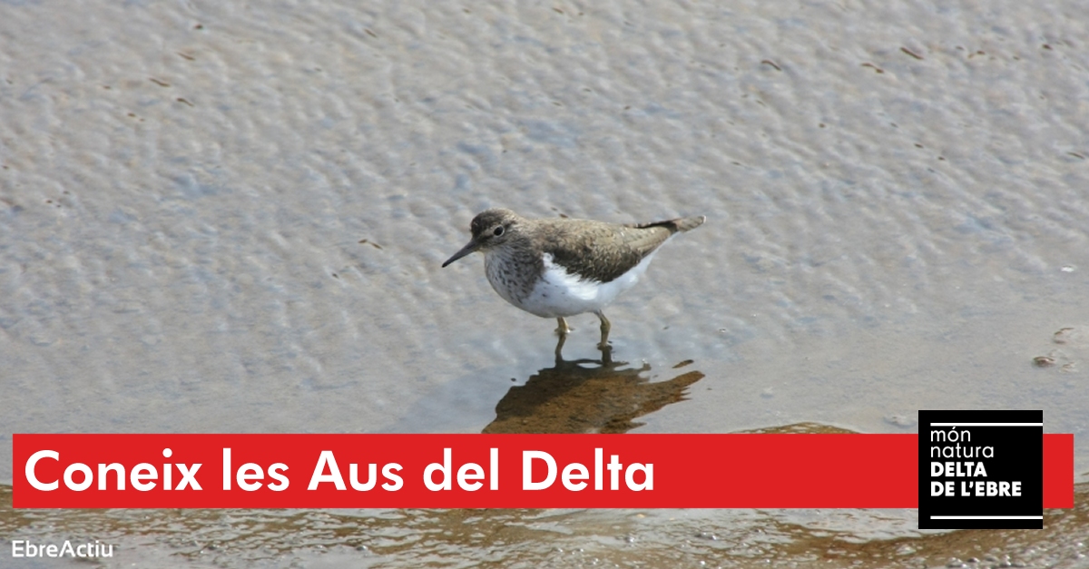 Les aus del Delta de l�Ebre. Sortida d�iniciaci� ornitol�gica al Delta de l�Ebre