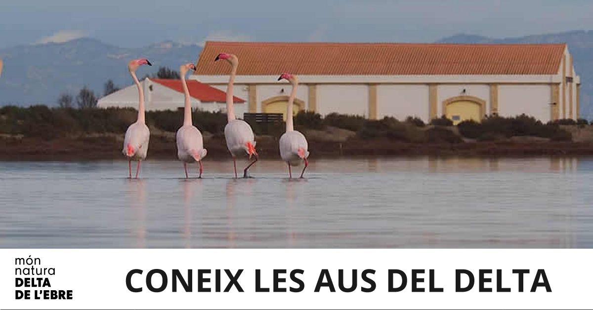 Coneix les aus del Delta de l’Ebre Coneix les aus del Delta de l’Ebre