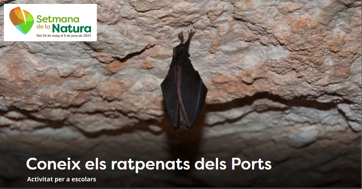 Xerrada: Coneix els ratpenats dels Ports - #SetmanaNatura2021 Xerrada: Coneix els ratpenats dels Ports - #SetmanaNatura2021