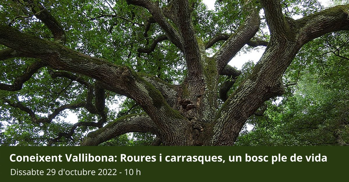 Coneixent Vallibona: Roures i carrasques, un bosc ple de vida Coneixent Vallibona: Roures i carrasques, un bosc ple de vida