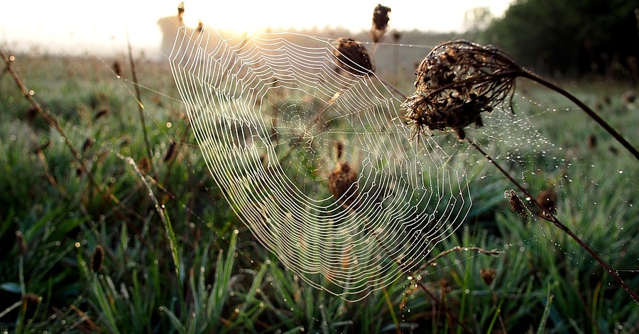 Conferència "Devora-mascles i transvestits. La vida sexual secreta d’aranyes i insectes" Conferència "Devora-mascles i transvestits. La vida sexual secreta d’aranyes i insectes"