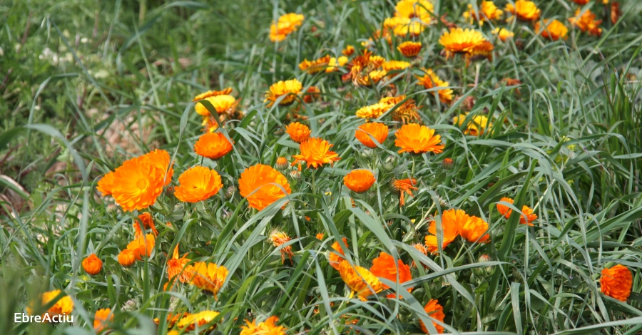 Mel Muria celebra el Dia Mundial de l&rsquo;Abella amb la bona not�cia de la seva recuperaci� | EbreActiu.cat, revista digital d&rsquo;oci actiu | Terres de l&rsquo;Ebre ...