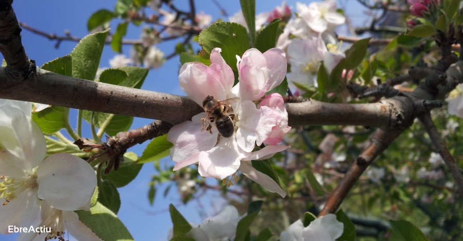 Mel Muria celebra el Dia Mundial de l’Abella amb la bona notcia de la seva recuperaci | EbreActiu.cat, revista digital d’oci actiu | Terres de l’Ebre ...