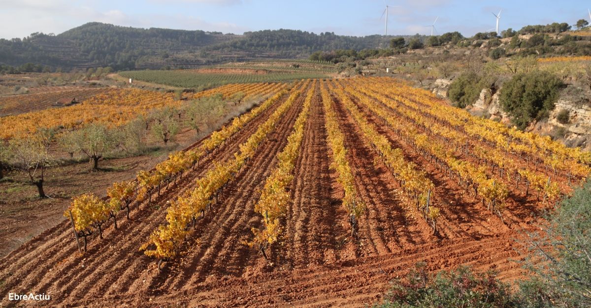 El Consell Comarcal de la Terra Alta teixeix sinergies amb la DO Terra Alta per promoure el vi de la comarca