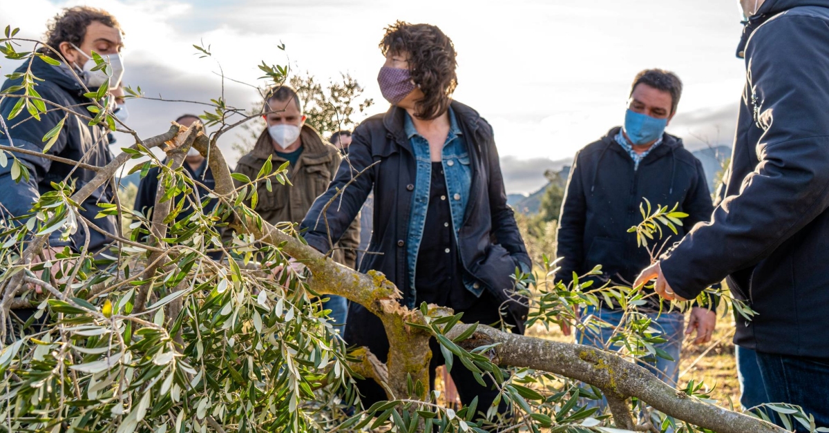 Agricultura presenta la proposta d’ajuts per a recuperar el potencial productiu de l’olivera desprs Filomena