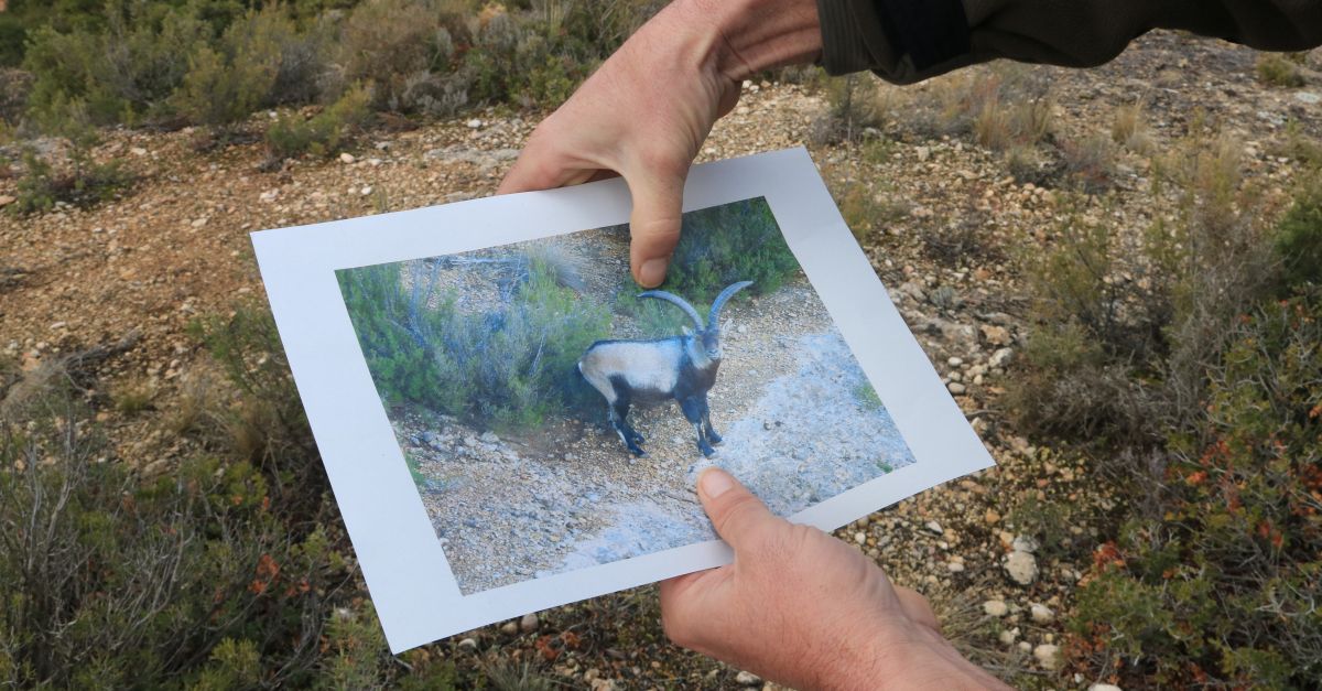 La població de cabra salvatge es consolida al parc natural del Montsant després de 20 anys i cap episodi de sarna | EbreActiu.cat, revista digital d’oci actiu | Terres de l’Ebre ... La població de cabra salvatge es consolida al parc natural del Montsant després de 20 anys i cap episodi de sarna | EbreActiu.cat, revista digital d’oci actiu | Terres de l’Ebre ...