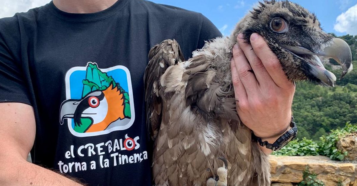 Es consolida el projecte de reintroducci del crebals en la Tinena de Benifass amb l’alliberament de dues noves cries | EbreActiu.cat, revista digital d’oci actiu | Terres de l’Ebre ...