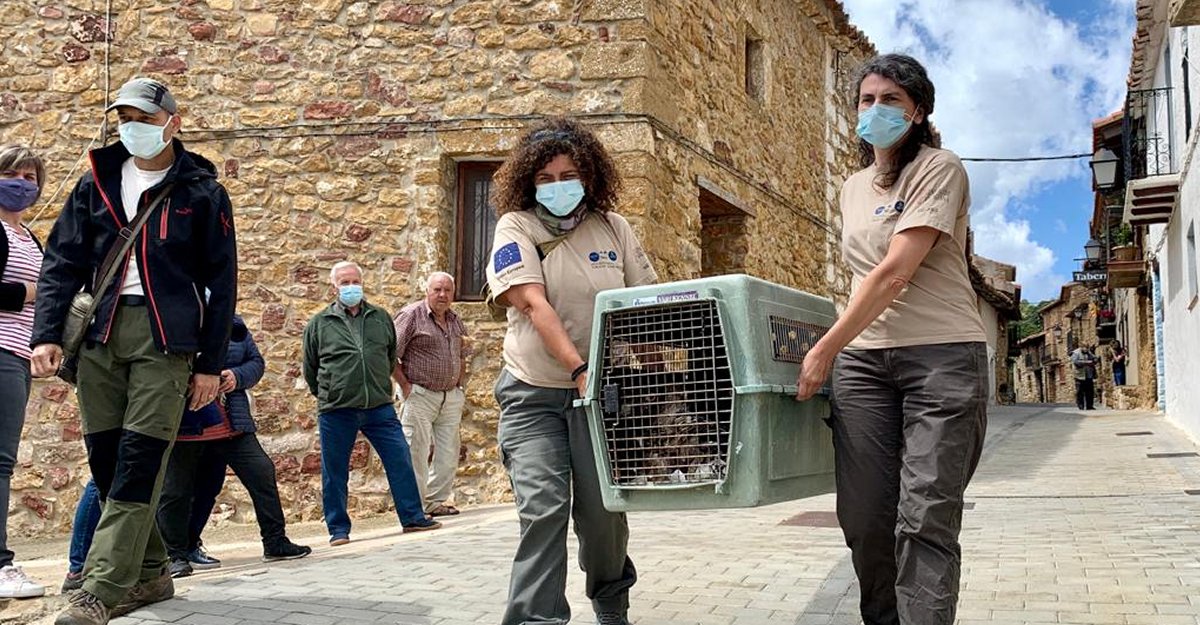 Es consolida el projecte de reintroducci del crebals en la Tinena de Benifass amb l’alliberament de dues noves cries | EbreActiu.cat, revista digital d’oci actiu | Terres de l’Ebre ...