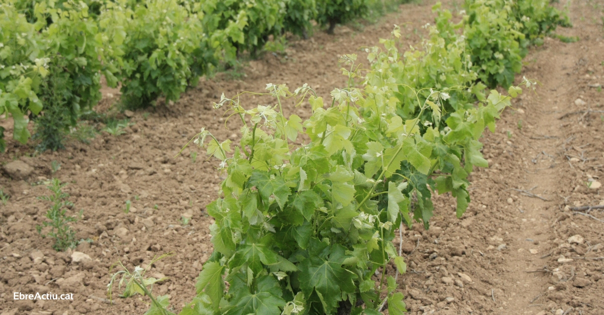 La quota del consum de vi catal amb DO a Catalunya es consolida amb un 41,5% | EbreActiu.cat, revista digital d’oci actiu | Terres de l’Ebre ...