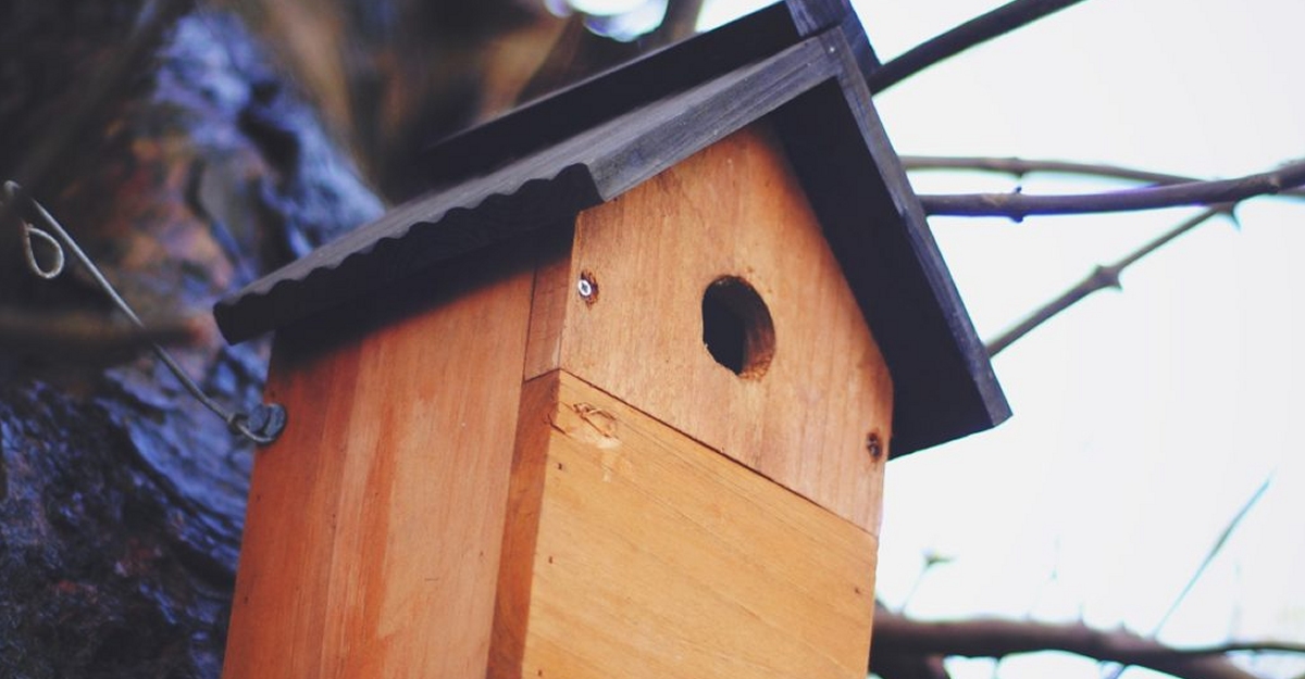 Construimos cajas nido para p�jaros