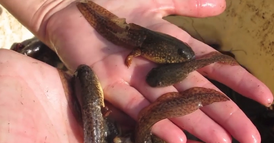 Continuen les tasques de control i seguiment de la granota toro al Delta de l’Ebre | EbreActiu.cat, revista digital d’oci actiu | Terres de l’Ebre ... Continuen les tasques de control i seguiment de la granota toro al Delta de l’Ebre | EbreActiu.cat, revista digital d’oci actiu | Terres de l’Ebre ...