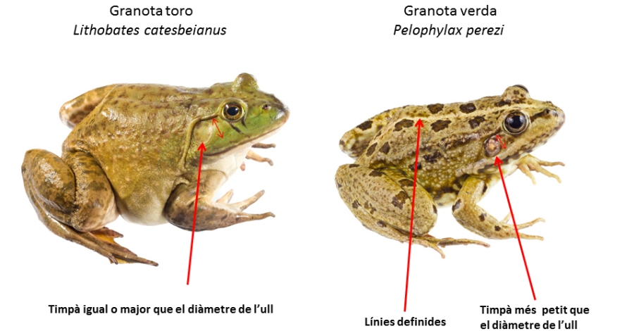 Continuen les tasques derradicaci de la granota toro al Delta de lEbre