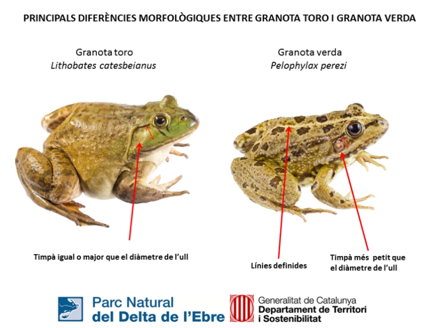 Continuen les tasques d&rsquo;erradicaci� de la granota toro al Delta de l&rsquo;Ebre | EbreActiu.cat, revista digital d&rsquo;oci actiu | Terres de l&rsquo;Ebre ...