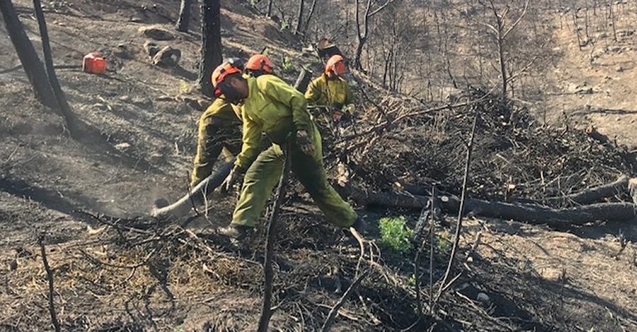 Continuen els treballs de restauraci dels terrenys forestals afectats per l’incendi de la Ribera d’Ebre