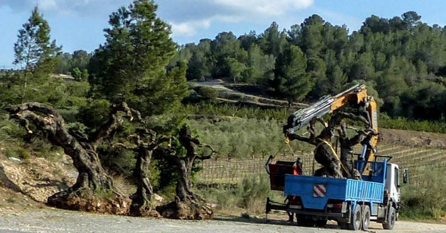 Acci urgent davant l’actual arrencada d’oliveres monumentals a la foia dUlldecona