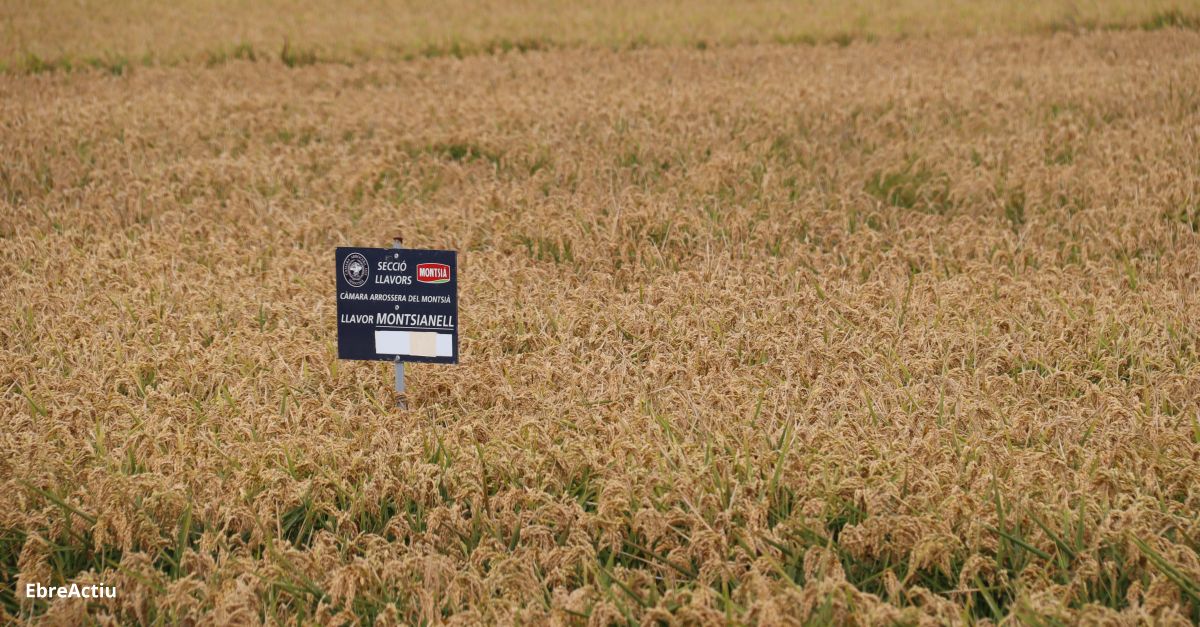 Les cooperatives agraries reclamen uns 6,5 M anuals per a mesures agroambientals en arrs | EbreActiu.cat, revista digital d’oci actiu | Terres de l’Ebre ...