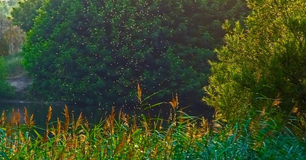 El COPATE incrementa un 63% les hectrees tractades per combatre el mosquit al Delta