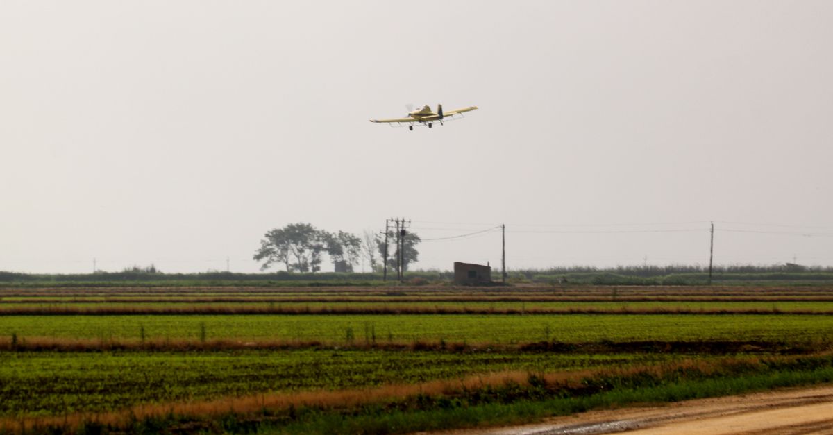 El COPATE far el segon tractament contra els mosquits en arrossars del Delta la setmana vinent