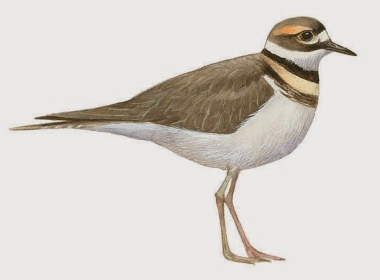 Un corriol cua-roja vist a Aldover | EbreActiu.cat, revista digital d&rsquo;oci actiu | Terres de l&rsquo;Ebre ...