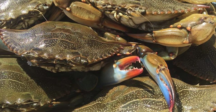 EbreTerra acogerá un show cooking dedicado a la cocina con cangrejo azul | EbreActiu.cat, revista digital de ocio activo | Terres de l’Ebre... EbreTerra acogerá un show cooking dedicado a la cocina con cangrejo azul | EbreActiu.cat, revista digital de ocio activo | Terres de l’Ebre...