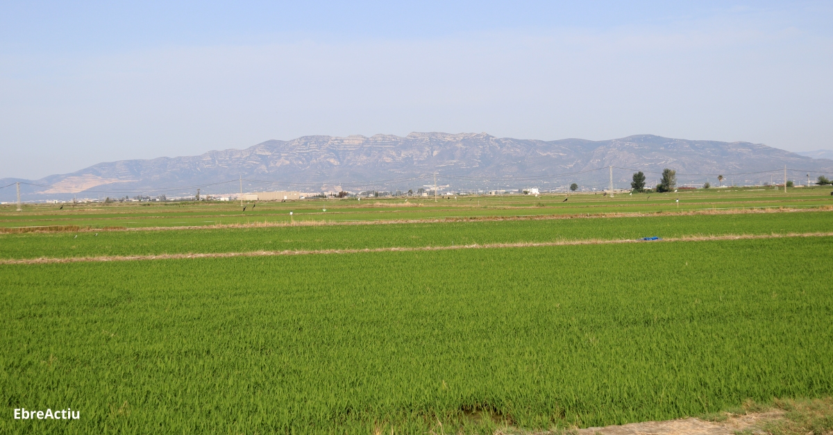 Creix la demanda per allotjar-se a prop del Parc Natural del Delta de l’Ebre