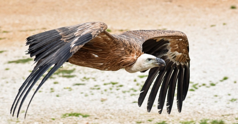 La població de voltor comú creix un 50% a Catalunya | EbreActiu.cat, revista digital d’oci actiu | Terres de l’Ebre ... La població de voltor comú creix un 50% a Catalunya | EbreActiu.cat, revista digital d’oci actiu | Terres de l’Ebre ...