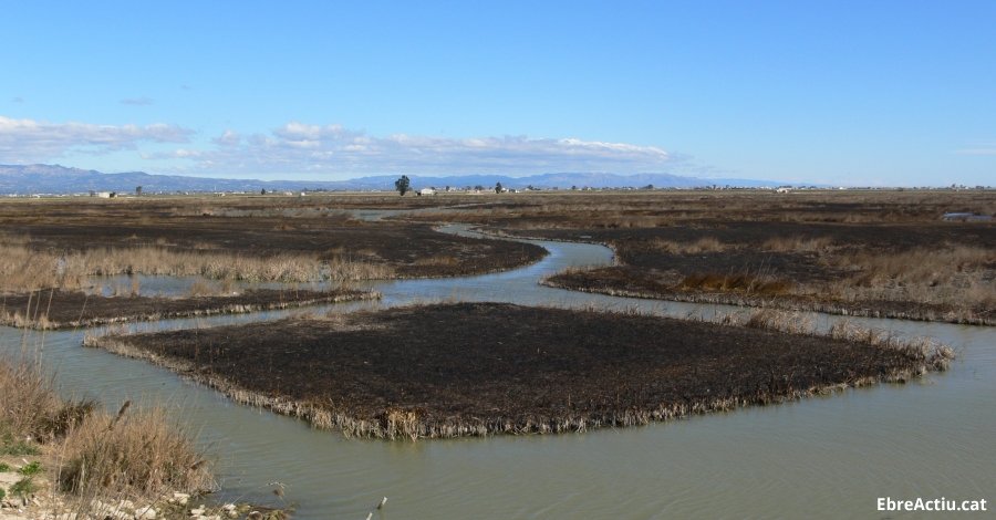 Crema controlada per reduir biomassa al Parc Natural del Delta de l�Ebre