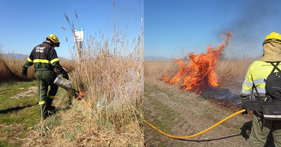 El Parc Natural del Delta de l’Ebre realitza cremes controlades a 3 hectrees de senillar | EbreActiu.cat, revista digital d’oci actiu | Terres de l’Ebre ...