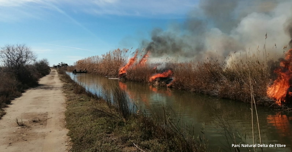 Cremes controlades de senillar al Parc Natural del Delta de l’Ebre | EbreActiu.cat, revista digital d’oci actiu | Terres de l’Ebre ...
