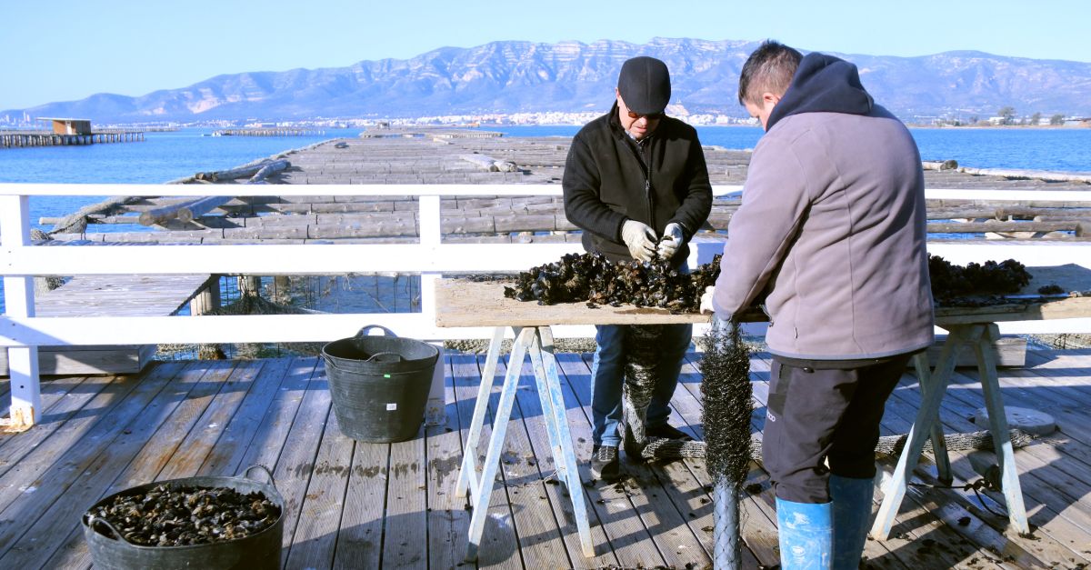 Els productors de musclos del delta de lEbre assagen ls de cria procedent de piscifactories de lAmetlla de Mar
