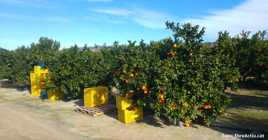 La crisi dels cítrics arribarà a Madrid | EbreActiu.cat, revista digital d’oci actiu | Terres de l’Ebre ... La crisi dels cítrics arribarà a Madrid | EbreActiu.cat, revista digital d’oci actiu | Terres de l’Ebre ...