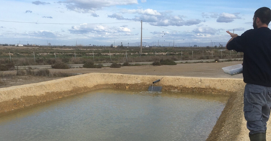 Cultivar closses en arrossars salinitzats del delta de lEbre per evitar els danys del cranc blau
