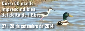 Curs: 50 ocells imprescindibles del delta de l�Ebre