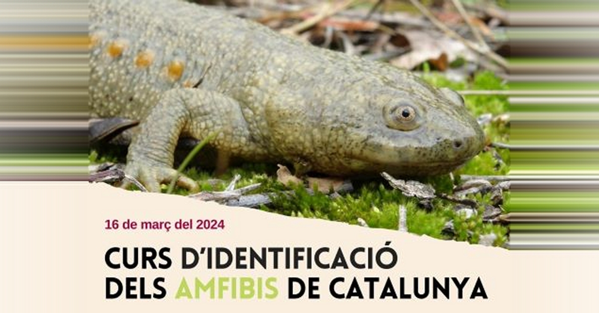 Curso de identificaci�n de los anfibios de Catalu�a en els Ports