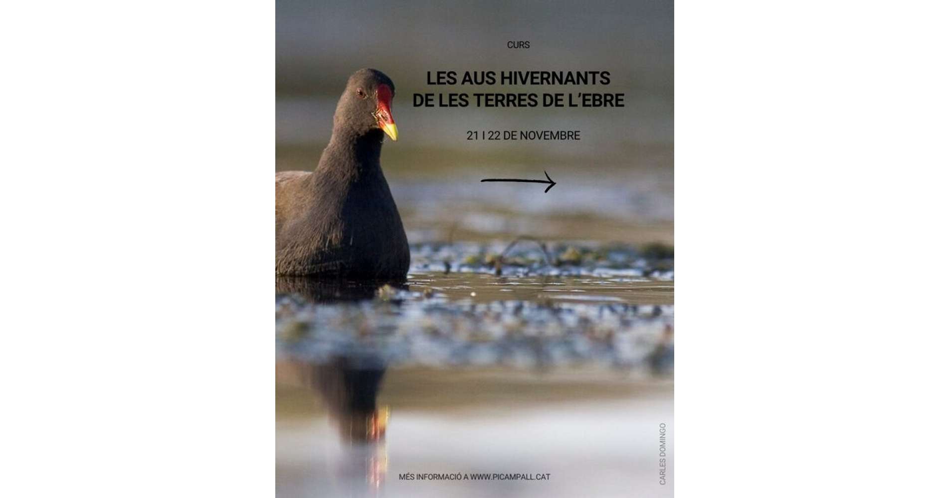 Curs �Les aus hivernants de les Terres de l�Ebre�