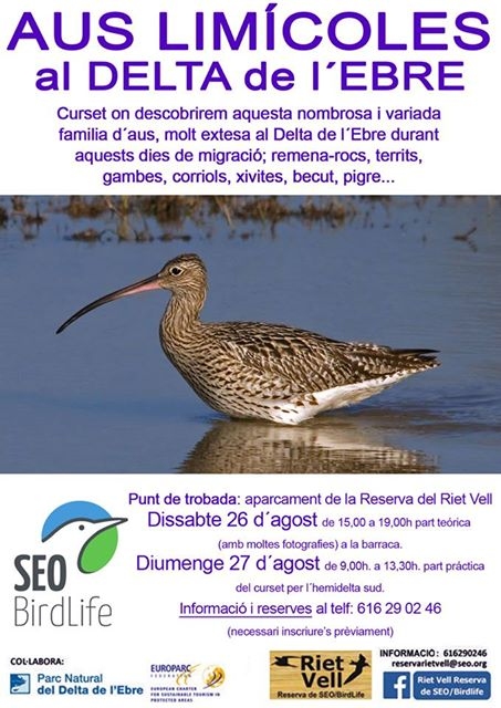 Curs d’identificació d’aus limícoles Curs d’identificació d’aus limícoles