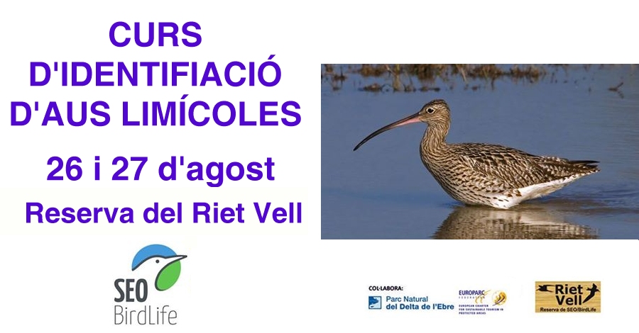 Curso de identificaci�n de aves lim�colas