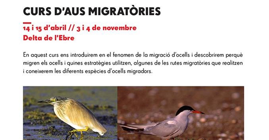 Curs d�aus migrat�ries
