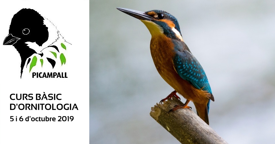 Curs b�sic d&rsquo;ornitologia