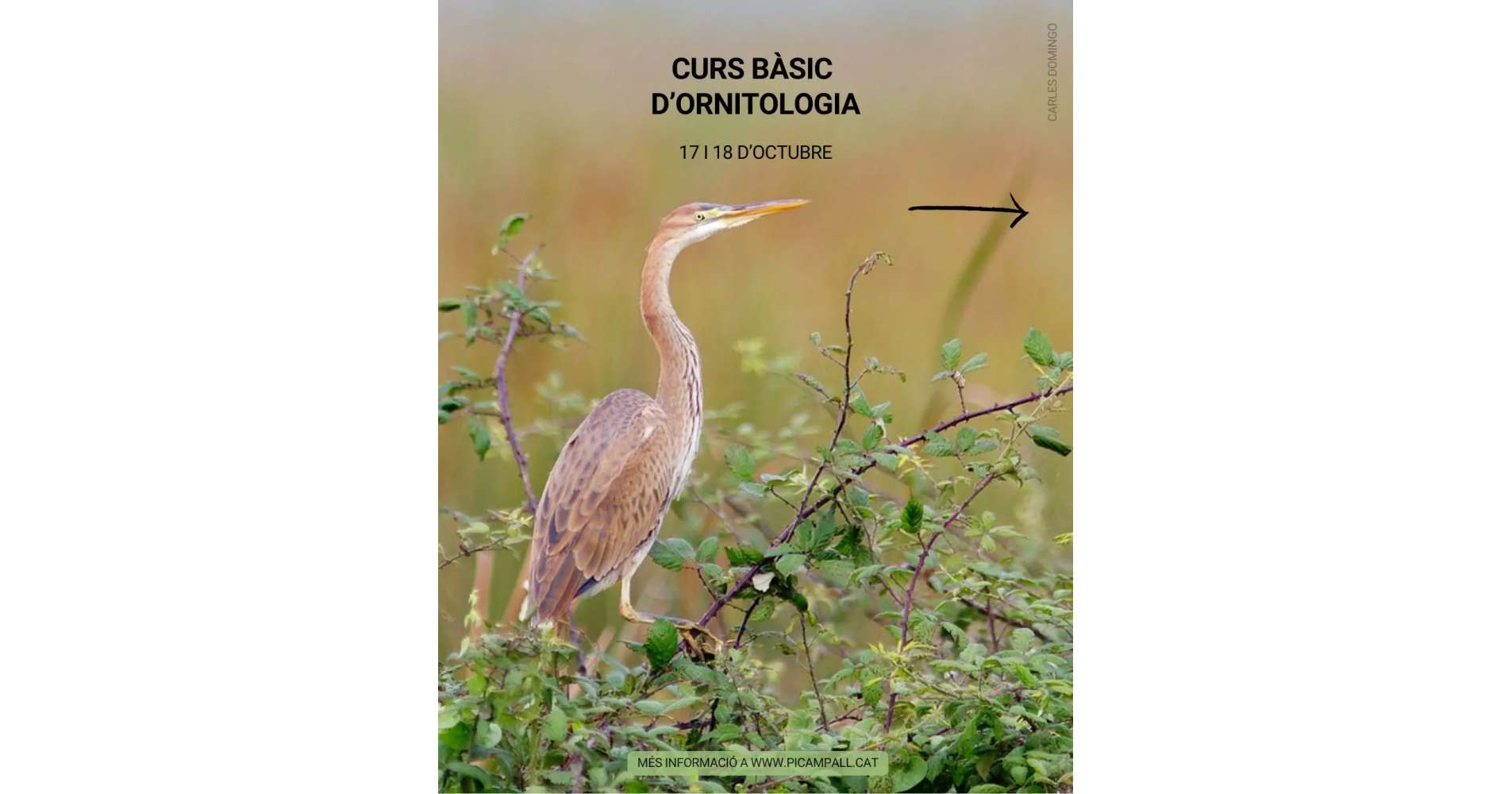 Curs b�sic d�ornitologia